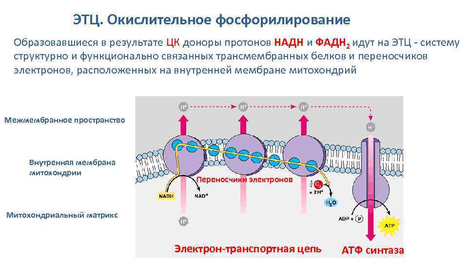 ЭТЦ. Окислительное фосфорилирование Образовавшиеся в результате ЦК доноры протонов НАДН и ФАДН 2 идут