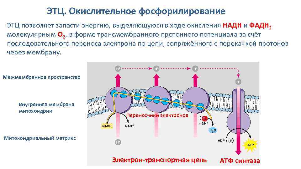 ЭТЦ. Окислительное фосфорилирование ЭТЦ позволяет запасти энергию, выделяющуюся в ходе окисления НАДН и ФАДН