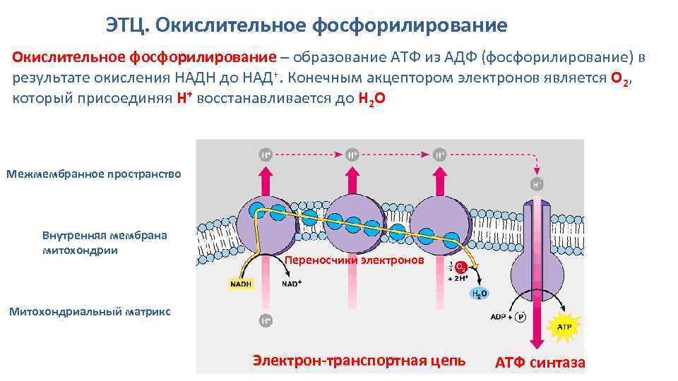 ЭТЦ. Окислительное фосфорилирование – образование АТФ из АДФ (фосфорилирование) в результате окисления НАДН до