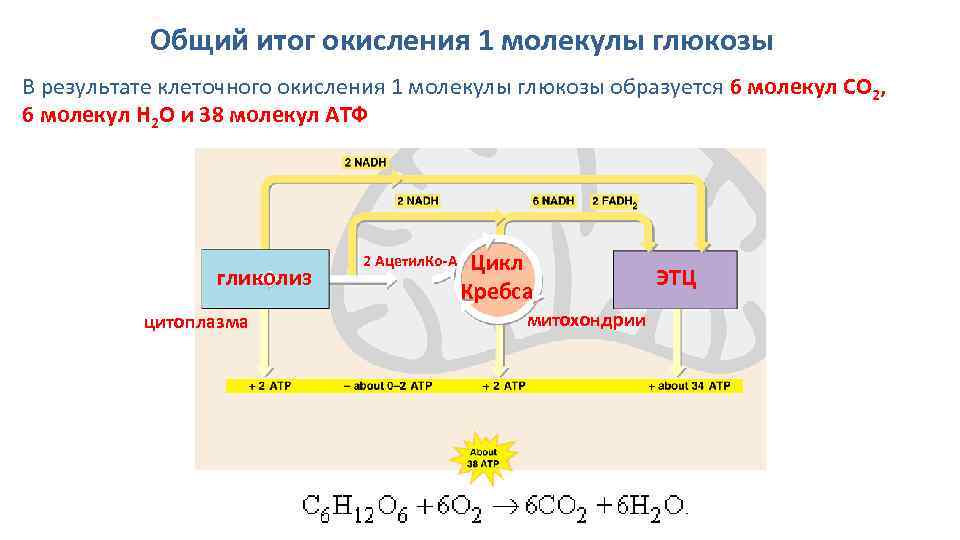 Общий итог окисления 1 молекулы глюкозы В результате клеточного окисления 1 молекулы глюкозы образуется