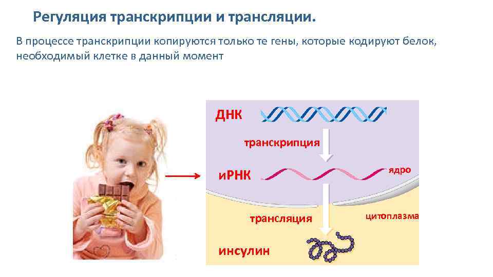 Презентация регуляция транскрипции и трансляции в клетке и организме