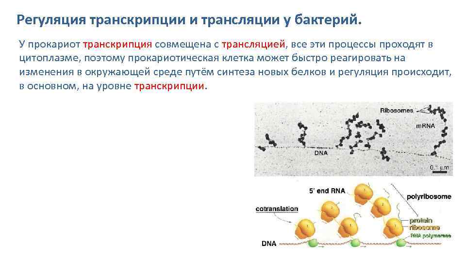 Особенности трансляции у эукариот