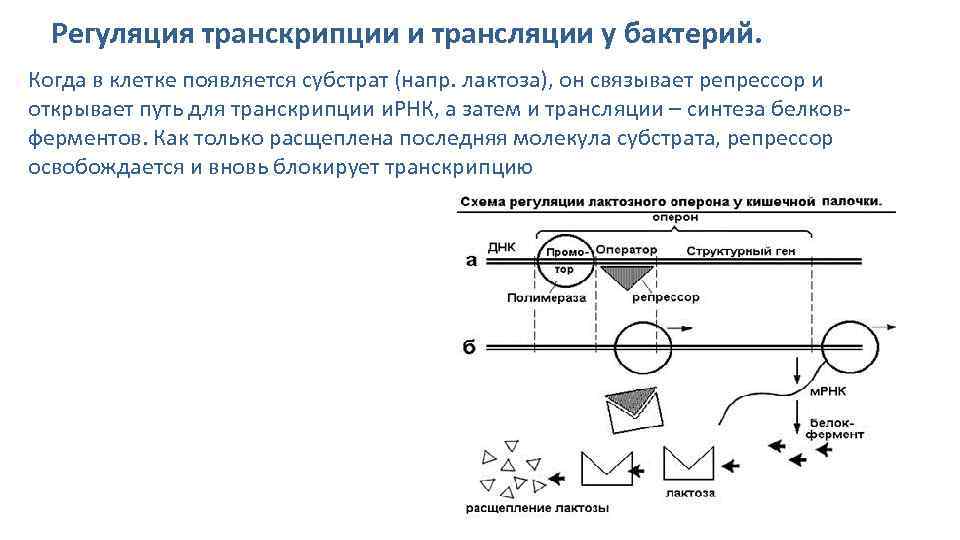 Регуляция транскрипции и трансляции у бактерий. Когда в клетке появляется субстрат (напр. лактоза), он