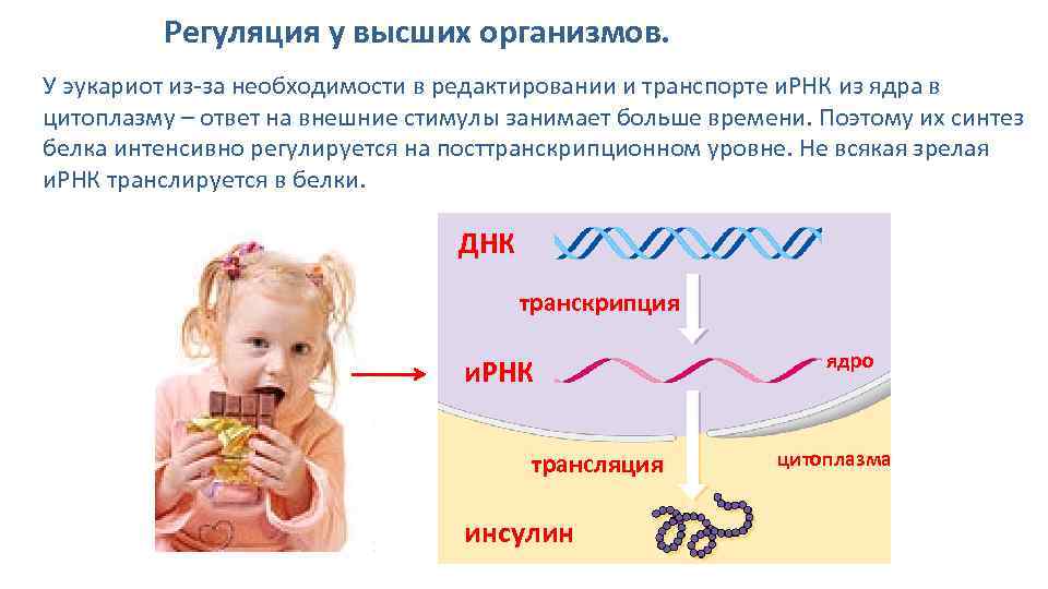 Высший организм. Регуляиятранскрипции и трансляции. Регуляция транскрипции и трансляции в клетке и организме. Регуляция транскрипция в клетке организма. Регуляция транскрипции и трансляции в клетке кратко.