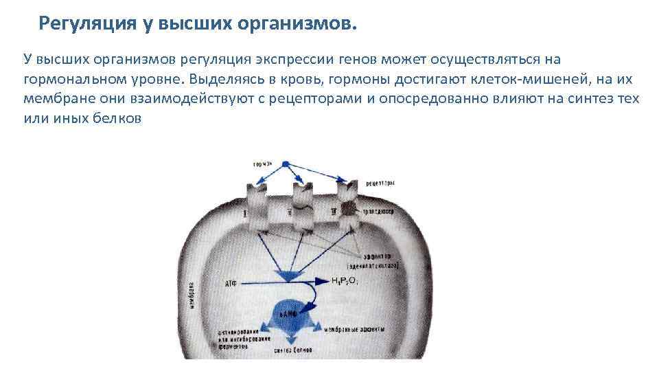 Регуляция гена