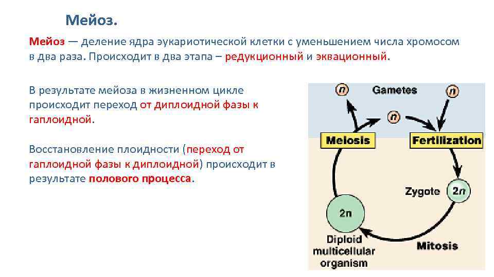 Жизненный цикл соматической клетки. Жизненный цикл клетки мейоз схема. Стадия жизненного цикла мейоза. Мейоз размножение. Жизненный цикл клетки деление клеток 10 класс биология.