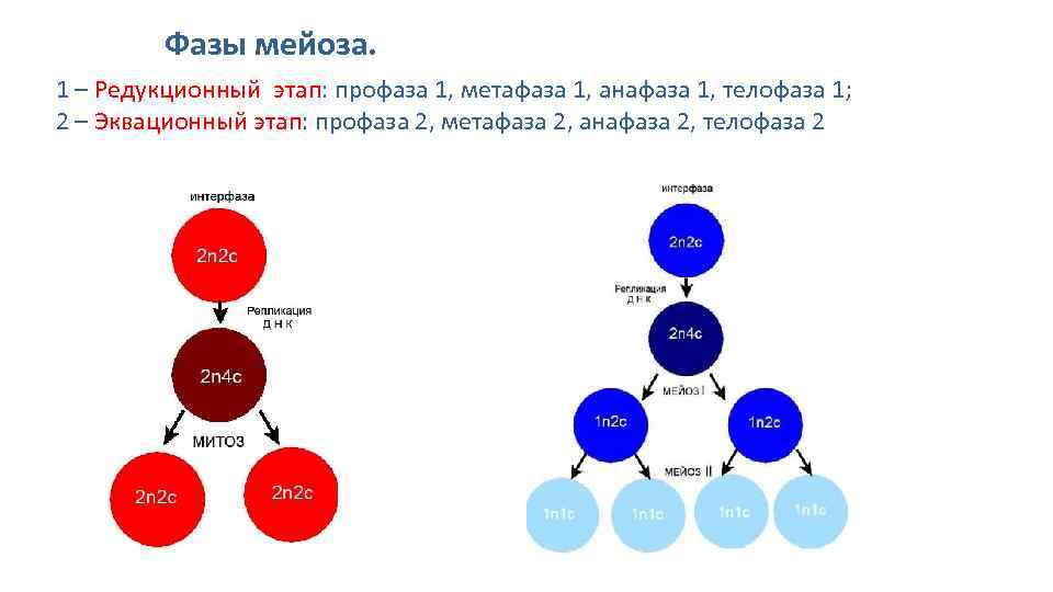 Интерфаза между 1 и 2 делением мейоза. Мейоз 1 и мейоз 2 кратко. Мейоз редукционное деление этапы. Мейоз таблица по фазам 2n2c. Мейоз фазы 2n2c.