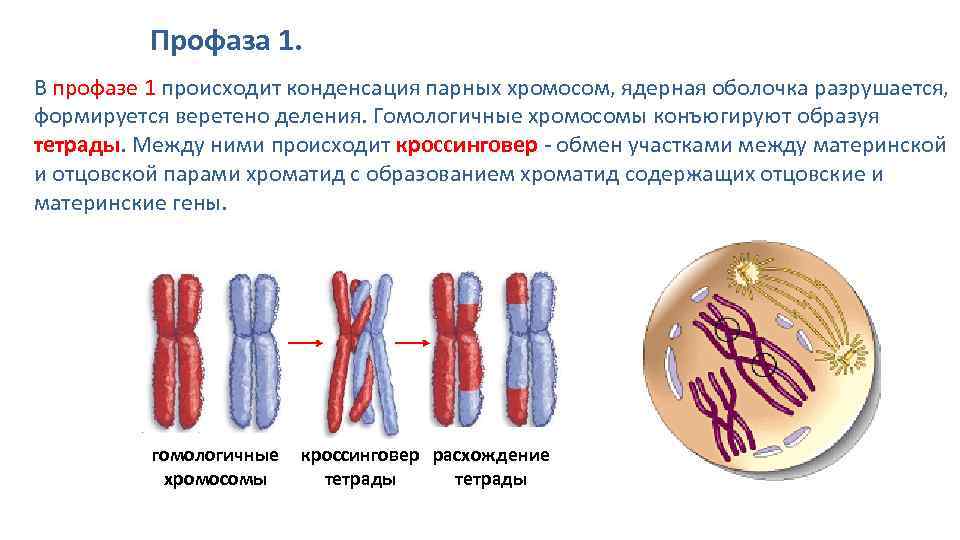 Спирализация двухроматидных хромосом. Конъюгация профаза 1. Редукционное деление профаза 1. Профаза мейоза 1. Тетрады хромосом.