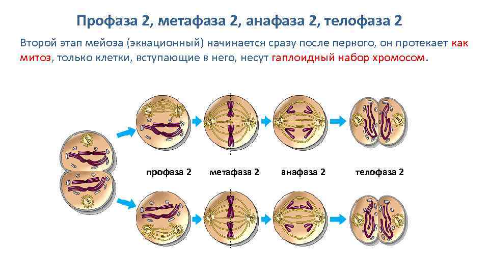 Установите последовательность стадий мейоза. Профаза 2 метафаза 2 анафаза 2 телофаза 2. Стадии мейоза анафаза 2.