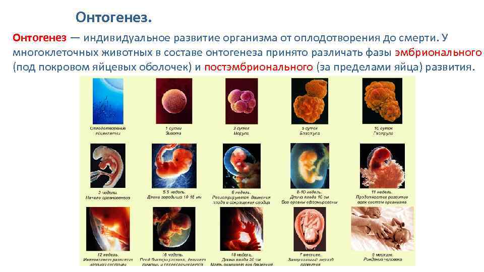 Понятия период онтогенеза. Таблица размножение и индивидуальное развитие (онтогенез) организмов. Онтогенез процесс индивидуального развития организма от. Онтогенез. Эмбриональный и постэмбриональный онтогенез.. Онтогенез таблица 10 класс биология.