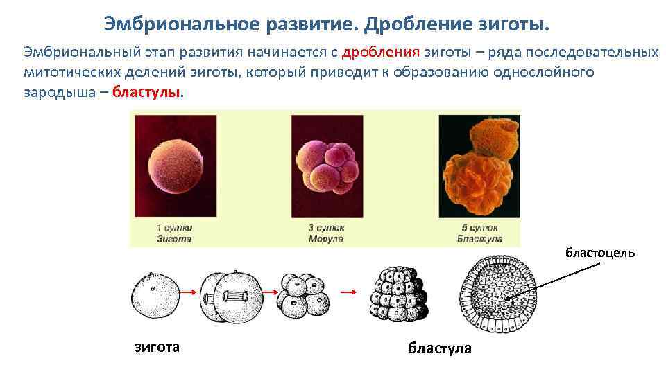 Зигота образуется в результате