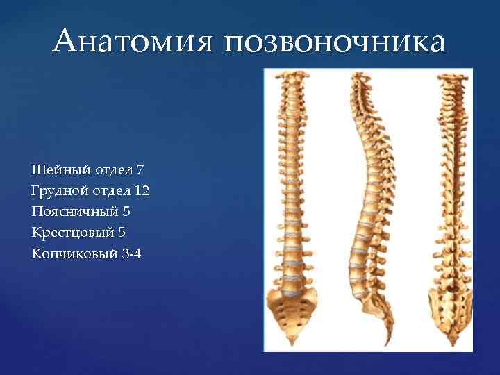 Анатомия позвоночника Шейный отдел 7 Грудной отдел 12 Поясничный 5 Крестцовый 5 Копчиковый 3