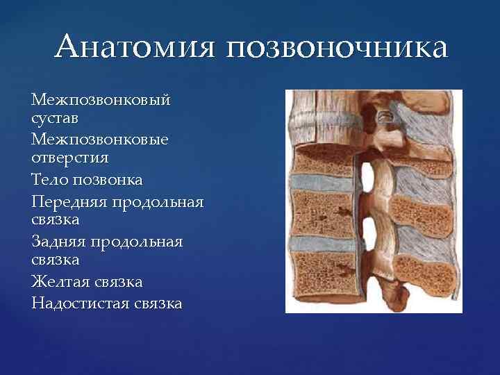 Анатомия позвоночника Межпозвонковый сустав Межпозвонковые отверстия Тело позвонка Передняя продольная связка Задняя продольная связка