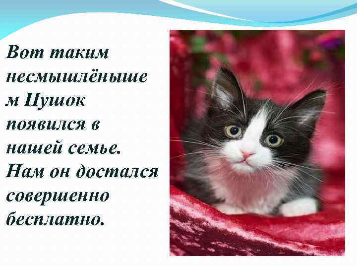 Вот таким несмышлёныше м Пушок появился в нашей семье. Нам он достался совершенно бесплатно.