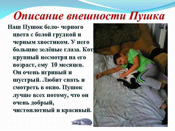 Описание внешности Пушка Наш Пушок бело- черного цвета с белой грудкой и черным хвостиком.