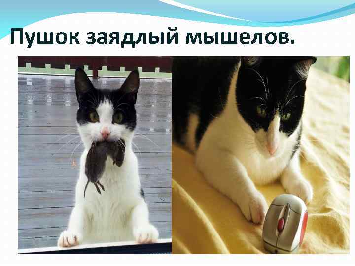 Пушок заядлый мышелов. 