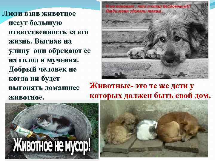Люди взяв животное несут большую ответственность за его жизнь. Выгнав на улицу они обрекают