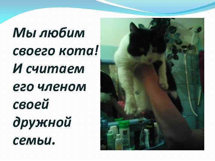 Мы любим своего кота! И считаем его членом своей дружной семьи. 