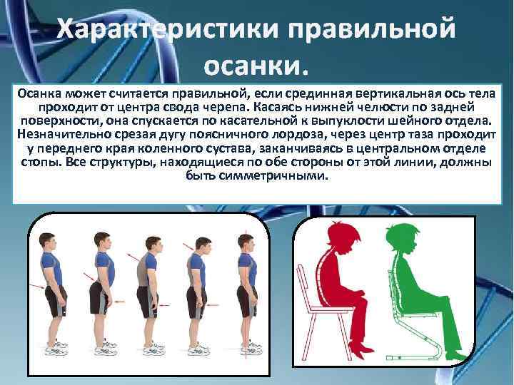 Характеристики правильной осанки. Осанка может считается правильной, если срединная вертикальная ось тела проходит от