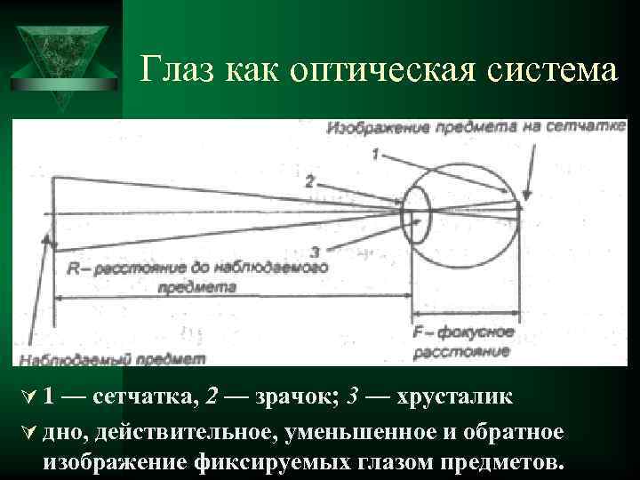 Глаз как оптическая система Ú 1 — сетчатка, 2 — зрачок; 3 — хрусталик