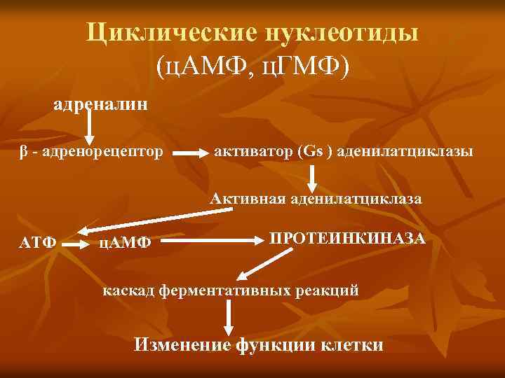 Циклические нуклеотиды (ц. АМФ, ц. ГМФ) адреналин β - адренорецептор активатор (Gs ) аденилатциклазы