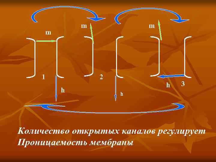  m m 1 m 2 h h 3 h Количество открытых каналов регулирует