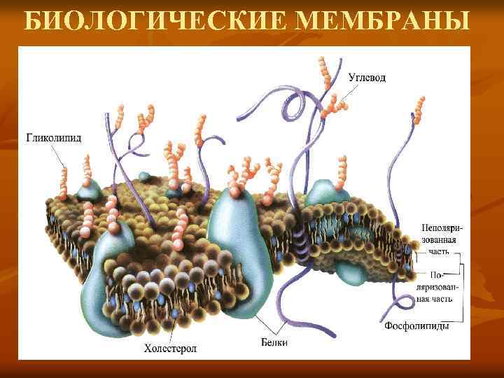 БИОЛОГИЧЕСКИЕ МЕМБРАНЫ 