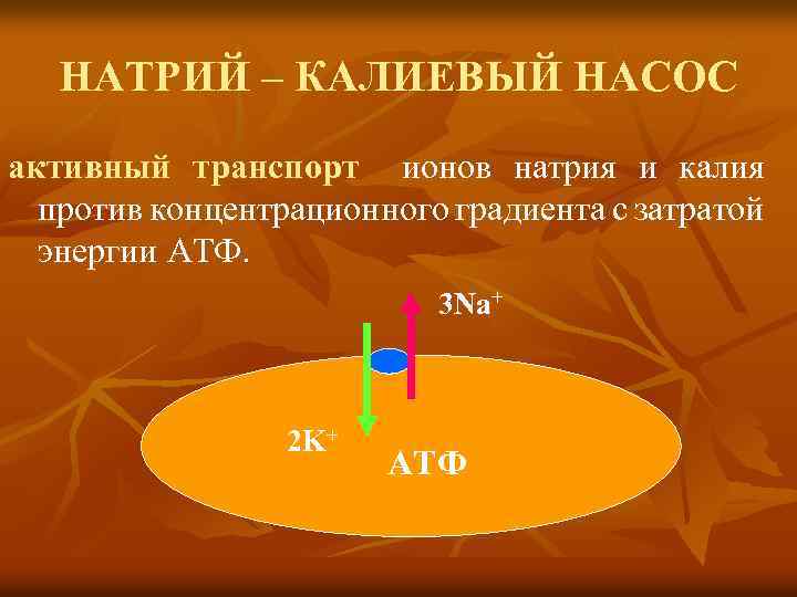 НАТРИЙ – КАЛИЕВЫЙ НАСОС активный транспорт ионов натрия и калия транспорт против концентрационного градиента