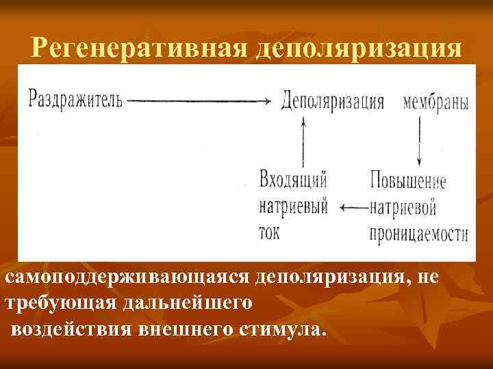 Регенеративная деполяризация самоподдерживающаяся деполяризация, не требующая дальнейшего воздействия внешнего стимула. 