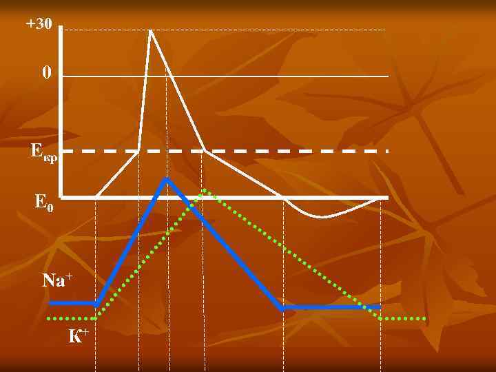 +30 0 Екр Е 0 Na+ К+ 