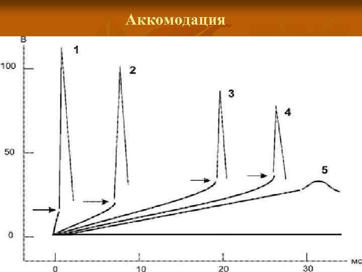 Аккомодация 