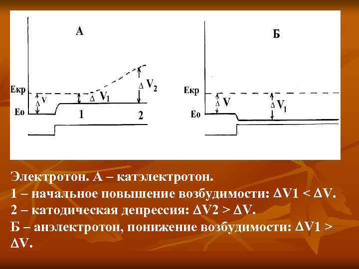 Электротон. А – катэлектротон. 1 – начальное повышение возбудимости: V 1 < V. 2