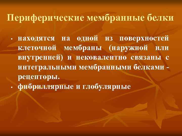 Периферические мембранные белки • • находятся на одной из поверхностей клеточной мембраны (наружной или