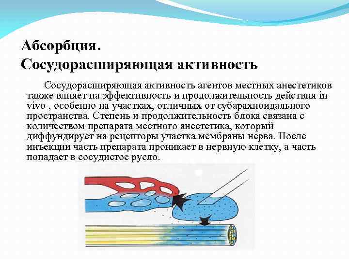 Абсорбция. Сосудорасширяющая активность агентов местных анестетиков также влияет на эффективность и продолжительность действия in