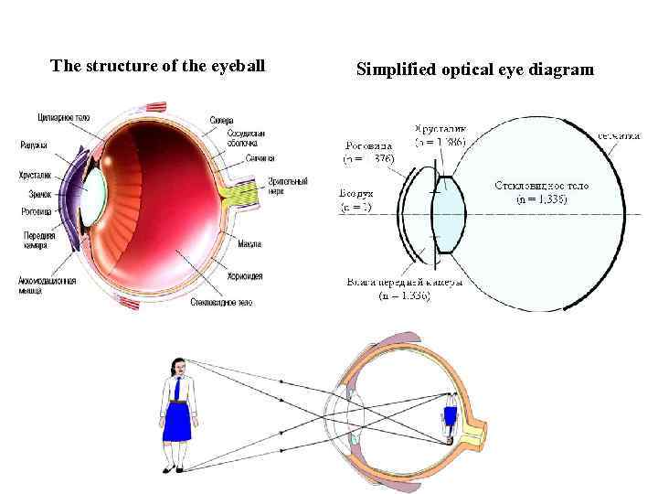 The structure of the eyeball Simplified optical eye diagram 