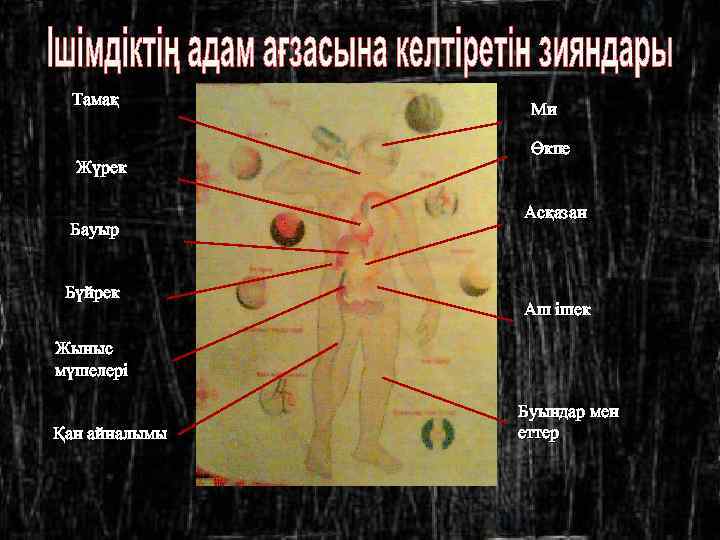 Тамақ Жүрек Бауыр Бүйрек Ми Өкпе Асқазан Аш ішек Жыныс мүшелері Қан айналымы Буындар