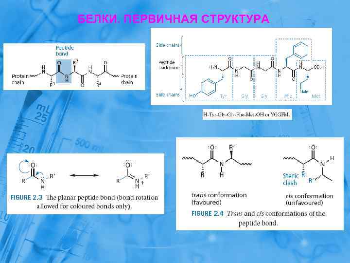 БЕЛКИ. ПЕРВИЧНАЯ СТРУКТУРА 