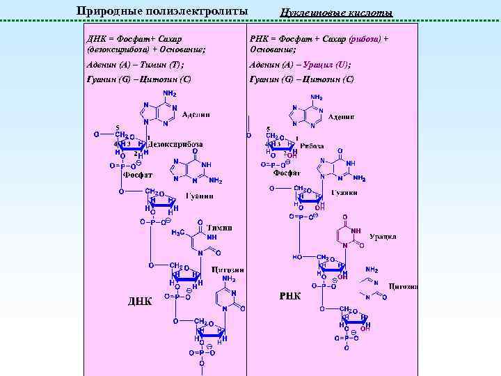 Природные полиэлектролиты Нуклеиновые кислоты ДНК = Фосфат+ Сахар (дезоксирибоза) + Основание; РНК = Фосфат