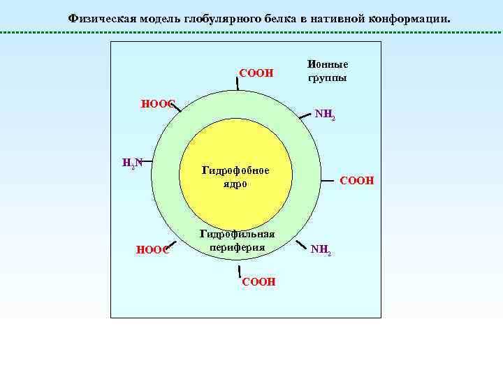 Физическая модель глобулярного белка в нативной конформации. COOH HOOC H 2 N HOOC Ионные