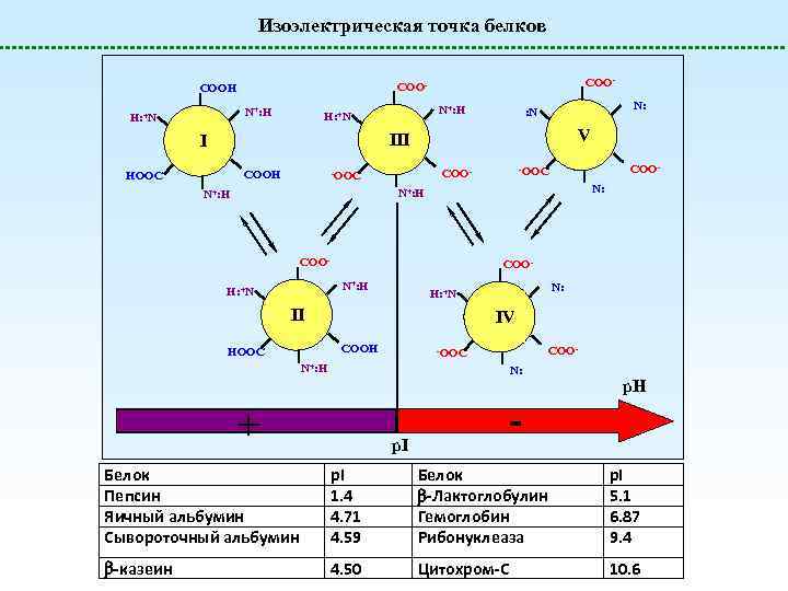 Изоэлектрическая точка белков N+: H H: +N COO- COOH N+: H H: +N N: