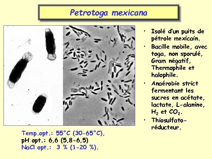 Petrotoga mexicana Temp. opt. : 55°C (30 -65°C), p. H opt. : 6, 6