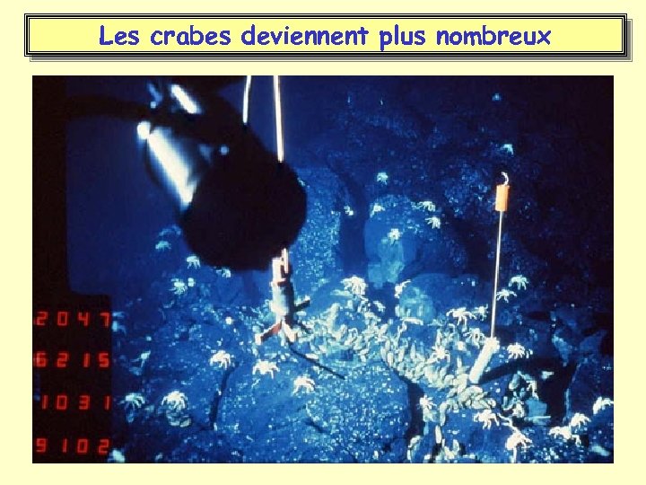 Les crabes deviennent plus nombreux 