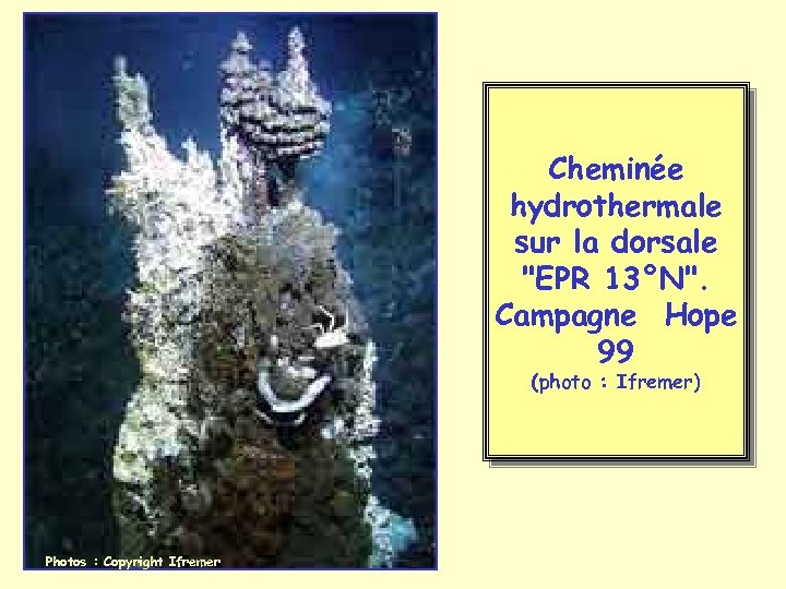 L ’écosystème Cheminée hydrothermale sur la dorsale "EPR 13°N". Campagne Hope 99 (photo :