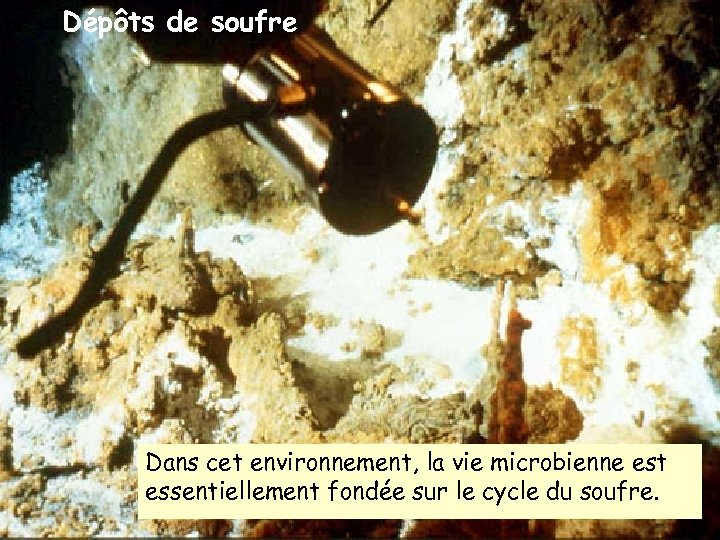 Dépôts de soufre Dans cet environnement, la vie microbienne est essentiellement fondée sur le