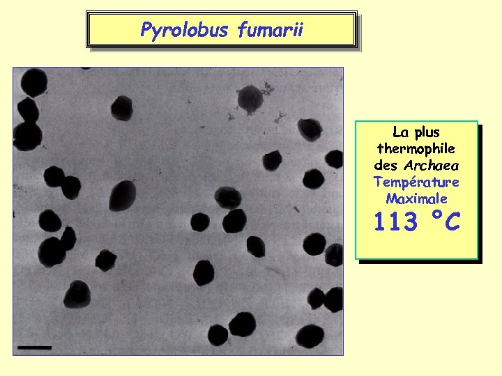 Pyrolobus fumarii La plus thermophile des Archaea Température Maximale 113 °C 