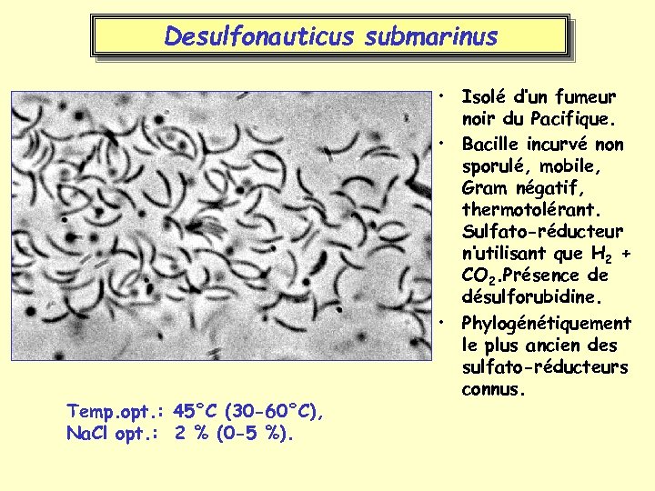 Desulfonauticus submarinus Temp. opt. : 45°C (30 -60°C), Na. Cl opt. : 2 %