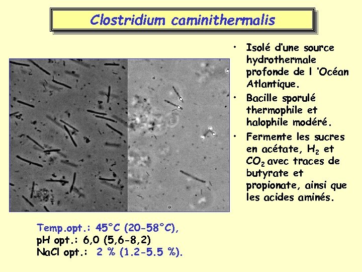 Clostridium caminithermalis • Isolé d’une source hydrothermale profonde de l ’Océan Atlantique. • Bacille