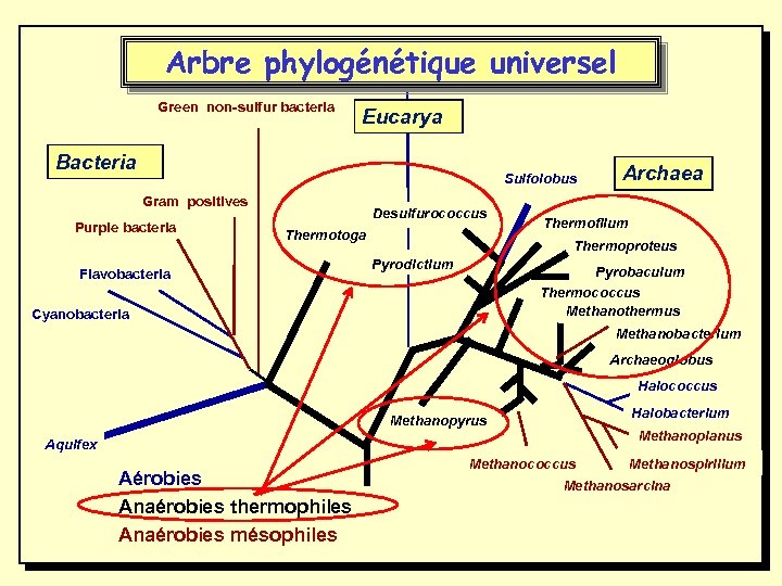 Arbre phylogénétique universel Green non-sulfur bacteria Eucarya Bacteria Sulfolobus Gram positives Purple bacteria Desulfurococcus