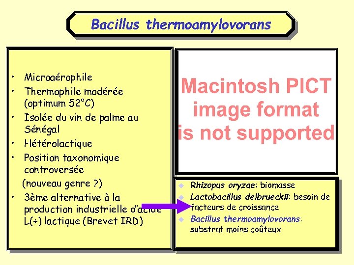 Bacillus thermoamylovorans • Microaérophile • Thermophile modérée (optimum 52°C) • Isolée du vin de