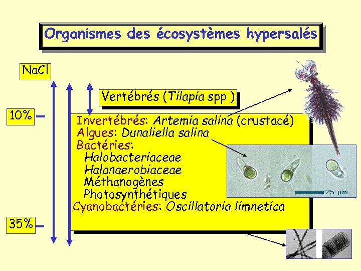 Organismes des écosystèmes hypersalés Na. Cl Vertébrés (Tilapia spp ) 10% 35% Invertébrés: Artemia